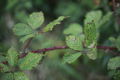 Rubus lindleianus