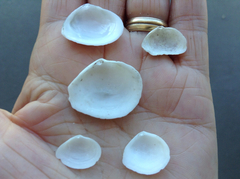 Cumingia californica
