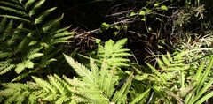 Pteris dentata