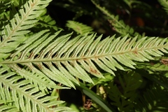 Pteris dentata