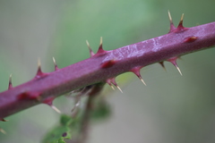 Rubus lindleianus