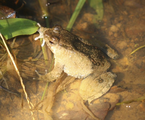 Occidozyga baluensis