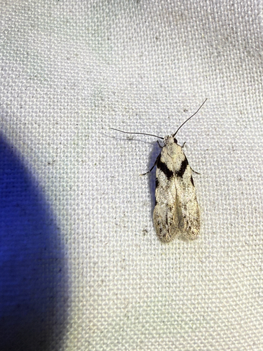 Pseudotelphusa basifasciella