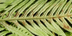 Pteris dentata