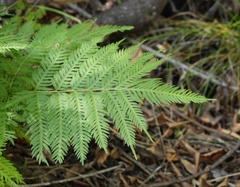 Pteris dentata