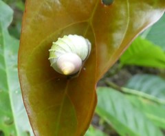 Leptopoma multilabre