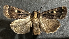 Abagrotis mirabilis