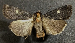 Abagrotis mirabilis