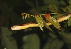 Boiga cynodon