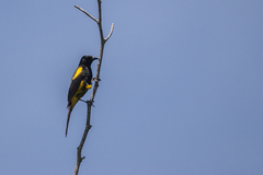 Icterus dominicensis
