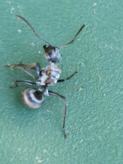 Polyrhachis schlueteri