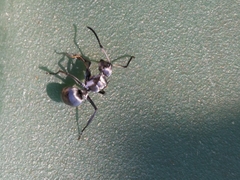 Polyrhachis schlueteri
