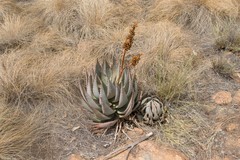 Aloe peglerae