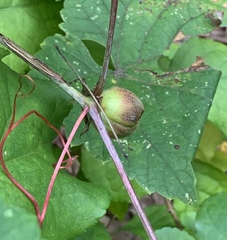 Ampelomyia vitispomum