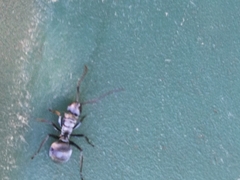 Polyrhachis schlueteri