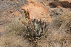 Aloe peglerae