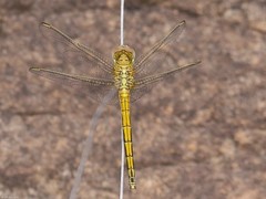 Orthetrum abbotti