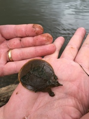 Apalone spinifera aspera