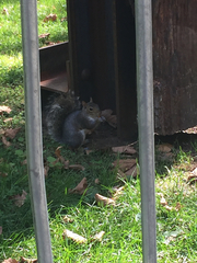 Sciurus carolinensis