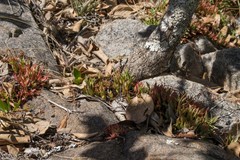 Crassula setulosa jenkinsii