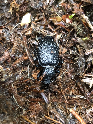 Cychrus tuberculatus photo 5