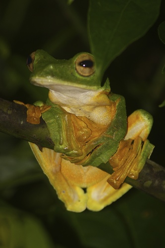 Rhacophorus nigropalmatus