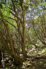Olea capensis enervis