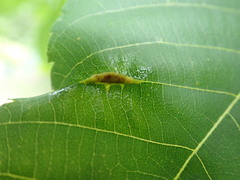Phylloxera caryaevenae