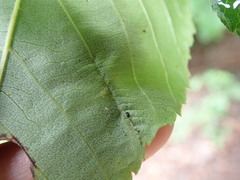 Phylloxera caryaevenae