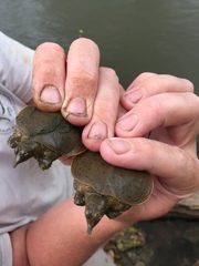 Apalone spinifera aspera