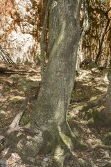 Olea capensis enervis