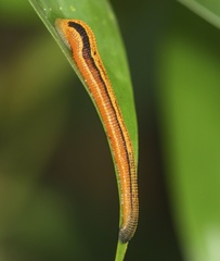 Haemadipsa