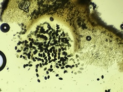 Poronia erici