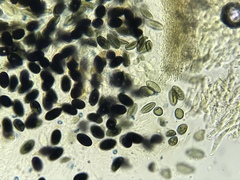 Poronia erici