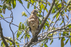 Buteo ridgwayi