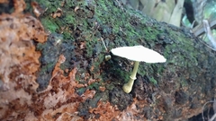 Leucocoprinus birnbaumii image