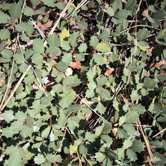 Ceanothus prostratus