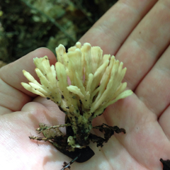 Lentaria byssiseda
