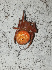 Araneus alsine