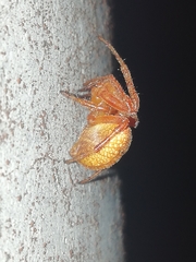 Araneus alsine