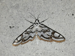 Nymphula nitidulata