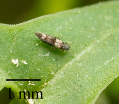Caliothrips