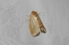 Tortricidia testacea