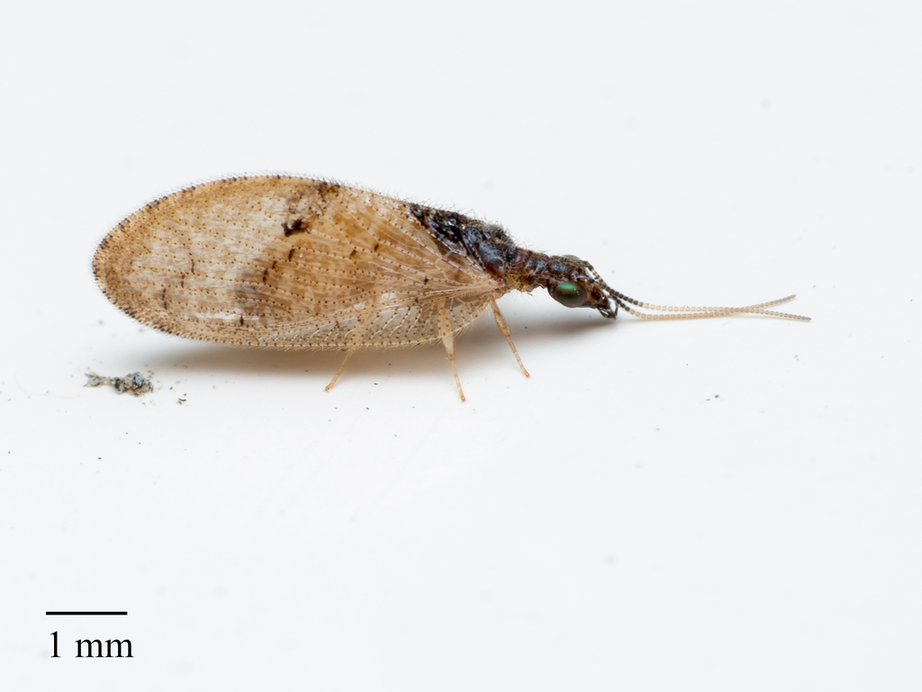 Barber's Brown Lacewing