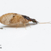 Barber's Brown Lacewing - Photo no rights reserved, uploaded by Jesse Rorabaugh