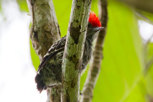 Gray-and-buff Woodpecker