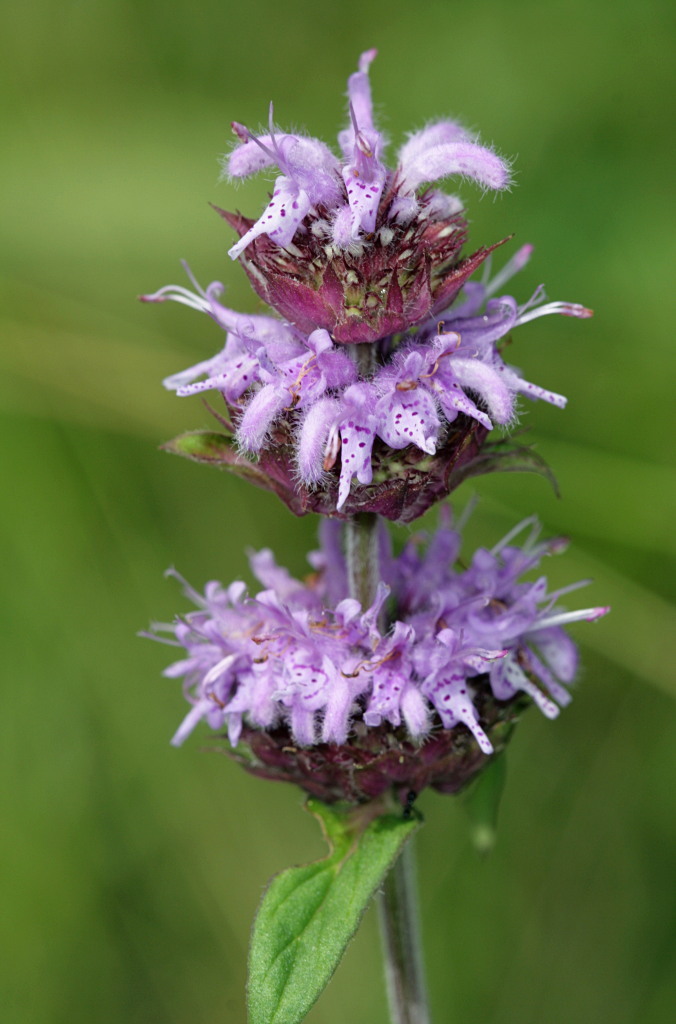 Blephilia ciliata