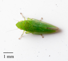 Neocoelidia pallida acuta