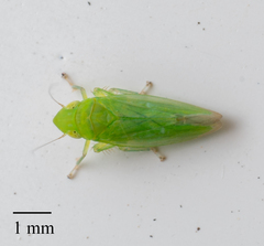 Neocoelidia pallida acuta