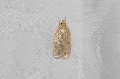 Agonopterix thelmae